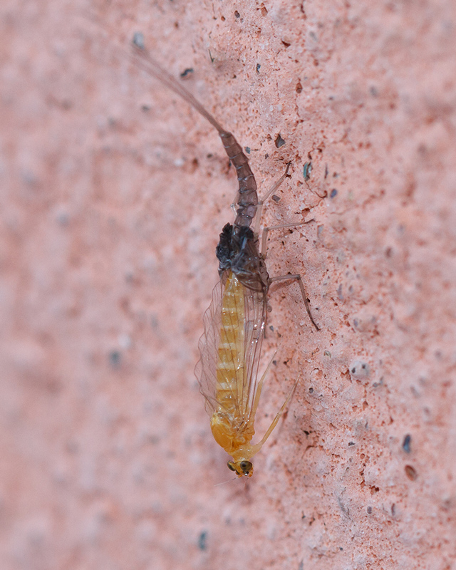 Baetis sp. : sfarfallamento